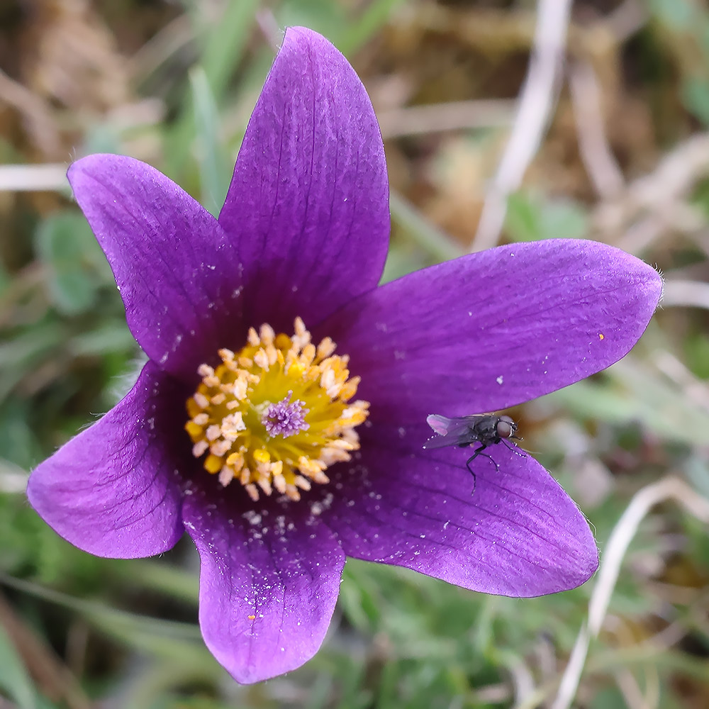 Pasque flower